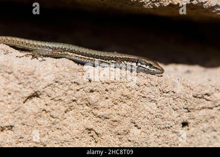 Troodos lizard, (Lacerta troodica), endémique à l'île de Chypre, Méditerranée orientale Banque D'Images