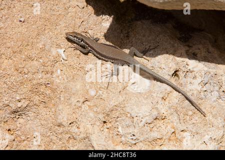 Troodos lizard, (Lacerta troodica), endémique à l'île de Chypre, Méditerranée orientale Banque D'Images