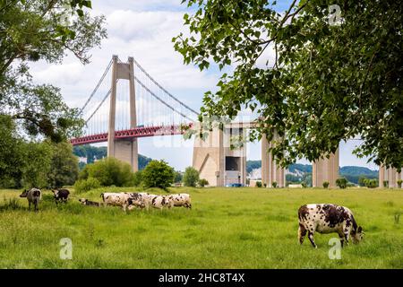 Vaches en pâturage au pied du pont de Tancarville, pont suspendu au-dessus de la Seine à la périphérie du Havre, France. Banque D'Images