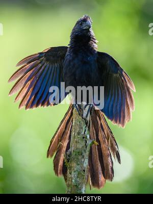 Un Ani à bec de gorge (Crotophaga sulcirostris) bronzant ses ailes.Costa Rica. Banque D'Images