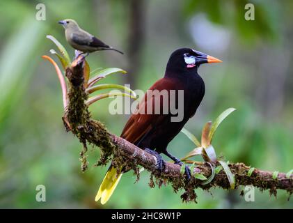 Un Montezuma Oropendola (Psarocolius montezuma) perché sur un arbre.Costa Rica. Banque D'Images
