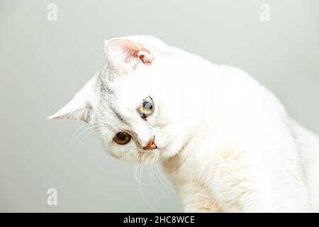 Magnifique portrait de chat shorthair britannique argenté.Arrière-plan gris, espace de copie. Banque D'Images