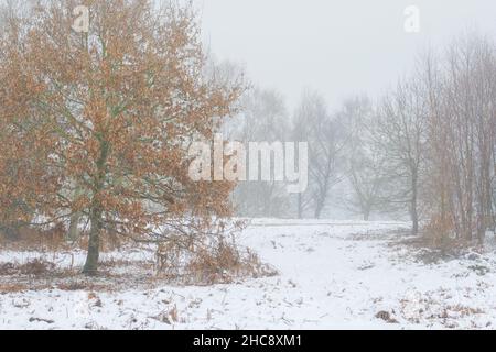 Parc forestier Otley Chevin enneigé, West Yorkshire, le lendemain de Noël 2021.Le sol est épais avec de la neige et une brume froide remplit l'air.Personne. Banque D'Images