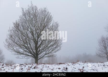 Parc forestier Otley Chevin enneigé, West Yorkshire, le lendemain de Noël 2021.Le sol est épais avec de la neige et une brume froide remplit l'air.Personne. Banque D'Images