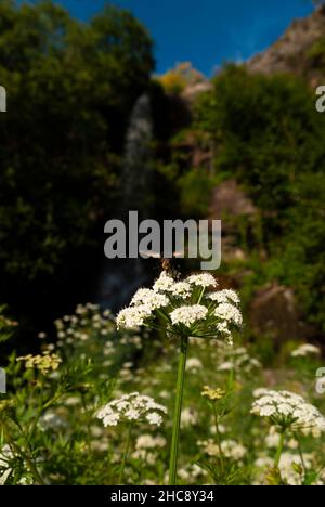 APIs mellifera Iberica Black Bee sur une fleur blanche avec cascade en arrière-plan Banque D'Images
