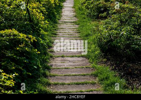 des planches anciennes et miteuses sur le sentier de l'arrière-cour paysagé d'une voie en bois parmi l'herbe verte et les buissons éclairés par la lumière du soleil, chemin allant dans la perspective. Banque D'Images