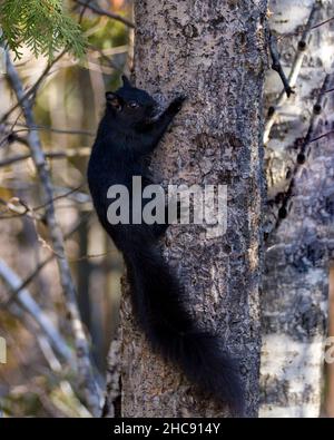 Vue en gros plan de l'écureuil dans la forêt grimpant sur un arbre avec un arrière-plan de forêt flou montrant sa fourrure noire, ses pattes, sa queue broussaillée. Banque D'Images