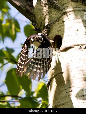 Pic de bois volant hors de sa maison de nid avec des ailes étalées avec un arrière-plan flou dans son environnement et son habitat environnant.Image de pic de bois.Image Banque D'Images