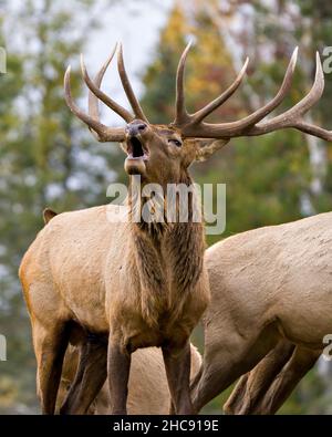 Elk Antlers se pêche à la ligne en gardant son troupeau de vaches élan avec un fond de forêt dans leur environnement et habitat environnant. Banque D'Images