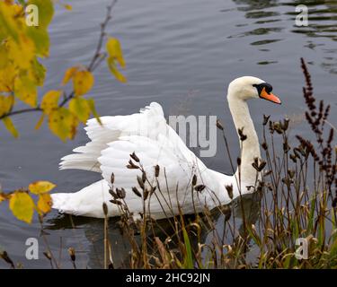 Swan Mute oiseau nageant avec des ailes blanches étendues avec fond d'eau dans son environnement et son habitat environnant.Portrait.Image. Banque D'Images