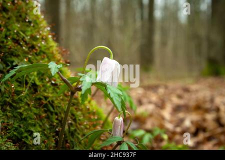 La première fleur de printemps qui pousse sous l'arbre, Noviny, Pologne Banque D'Images