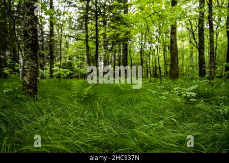 Lumière du matin sur le sol vert lumineux de la forêt dans les Smokies Banque D'Images