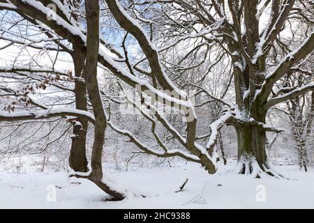 Hêtre, (Fagus sylvatica), vieux arbre couvert de neige en hiver, réserve naturelle de la forêt ancienne de Sababurg, Hesse du Nord, Allemagne Banque D'Images