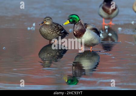 Mallard, (Anas platyrhynchos), paire sur lac semi-gelé, en hiver, Hessen, Allemagne Banque D'Images