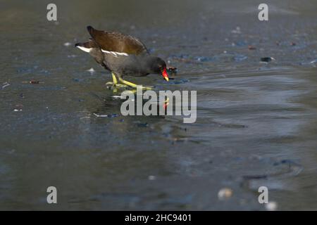 Moorhen, (Gallinula chloropus), marchant sur un lac gelé, à la recherche de nourriture en hiver, Hessen, Allemagne Banque D'Images