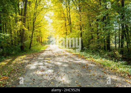 La route à travers la forêt et les arbres ensoleillées, début de l'automne Banque D'Images