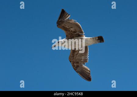 Kelp Goll, sous-adulte, Larus dominicanus, en vol à Cape Hangklip, Western Cape, Afrique du Sud, 25 décembre 2021. Banque D'Images