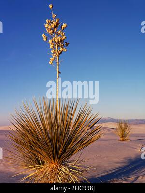 Le yucca de SOAP est la seule plante qui pousse dans le gypse de White Sands. Banque D'Images