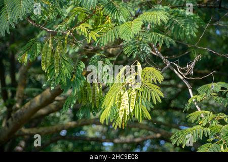 Albizia julibrissin, arbre en soie persane qui pousse à Luisenpark Mannheim Baden Wurttemburg Banque D'Images