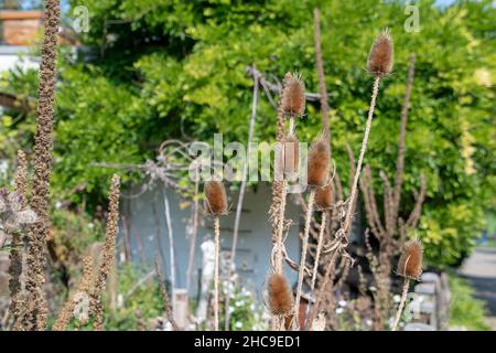 Dipsacus sylvestris de thé sauvage poussant à Luisenpark Mannheim Baden Wurttemburg Banque D'Images