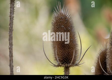 Dipsacus sylvestris de thé sauvage poussant à Luisenpark Mannheim Baden Wurttemburg Banque D'Images