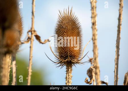 Dipsacus sylvestris de thé sauvage poussant à Luisenpark Mannheim Baden Wurttemburg Banque D'Images