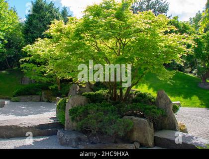 Paysage d'érable japonais dans jardin japonais à Garten der Welt Marzahn Berlin Banque D'Images