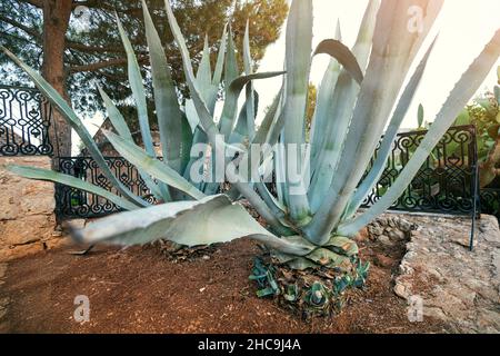 L'agave bleu croissant dans le jardin comme un passe-temps.Agave tequilana est largement utilisé pour la production de tequila et d'autres alcools Banque D'Images