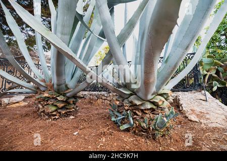 L'agave bleu croissant dans le jardin comme un passe-temps.Agave tequilana est largement utilisé pour la production de tequila et d'autres alcools Banque D'Images