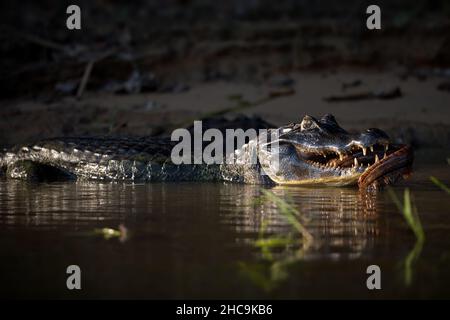 Photo d'un caiman noir sauvage, yacara caiman se nourrissant d'un gros poisson Banque D'Images