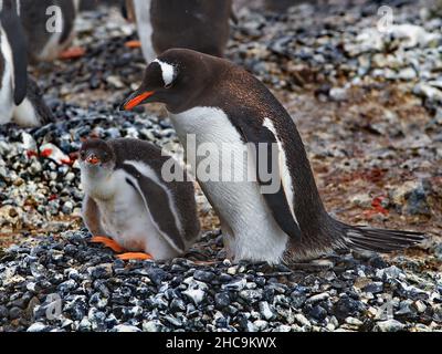 Belle vue de deux pingouins de Gentoo debout sur un sol rocheux en Antarctique Banque D'Images