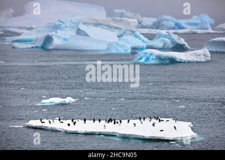 Groupe de pingouins d'Adelie sur une glace flottante avec icebergs et glaciers en arrière-plan Banque D'Images