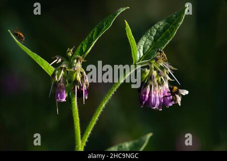 Plusieurs insectes, inc. Mouches, un Sawfly (prob.Tenthredo arcuata) et un bourdon (poss.Bombus hortorum), sur le Comfrey russe (Symphytum x uplandicum) Banque D'Images