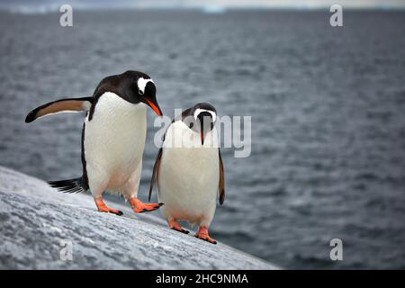 Foyer peu profond de deux pingouins de Gentoo debout sur un sol glissant près de l'eau de mer en Antarctique Banque D'Images