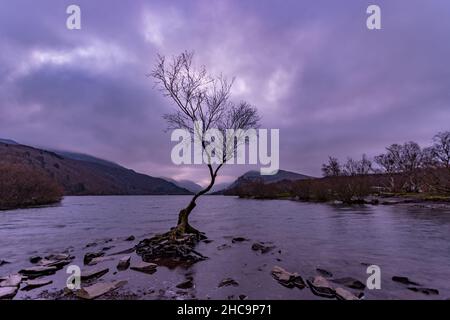 L'arbre Lonely en hiver, Llanberis, Snowdonia, pays de Galles du Nord Banque D'Images