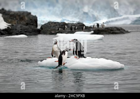 Trois pingouins debout sur un iceberg avec un grand groupe de pingouins en arrière-plan Banque D'Images