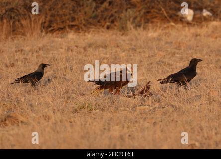 WESTERN Marsh-harrier (Circus aeruginosus aeruginosus) femelle debout dans les prairies sèches se nourrissant sur la chaussée avec House Crow (Corvus splendens) et Fan Banque D'Images