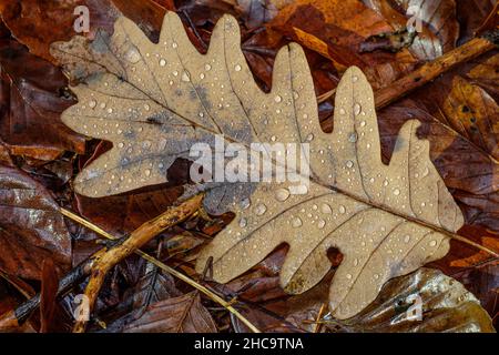 Feuille de chêne brun avec gouttes d'eau sur le sol forestier Banque D'Images