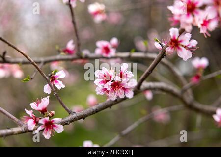Gros plan d'une branche de fleur de cerisier en fleurs Banque D'Images