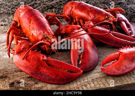 Homard de l'atlantique du Maine sur un quai rustique avec un vieux filet de pêche. Banque D'Images