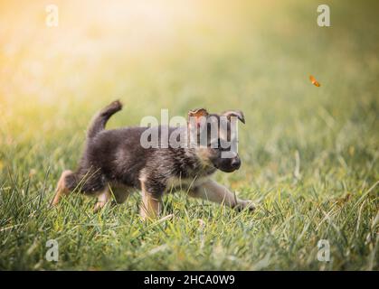 Adorable chiot berger allemand jouant sur l'herbe Banque D'Images