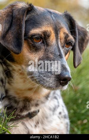 Petit chien mixte visage gros plan avec une expression sérieuse et pensive Banque D'Images