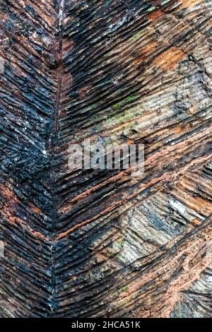 L'arbre de caoutchouc Hevea brasiliensis est une espèce de bois de caoutchouc originaire des forêts tropicales de la région amazonienne de l'Amérique du Sud Banque D'Images