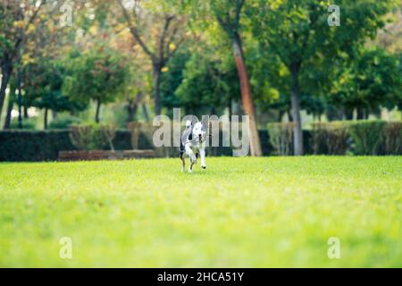 Chien courant avec un bâton dans la bouche dans un parc Banque D'Images