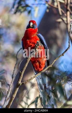 Plan vertical d'un oiseau de rosella cramoisi perché sur une branche Banque D'Images