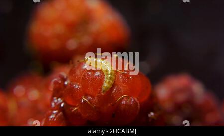 Ver-Boll sur framboise, vue macro.Vue macro de la spongieuse sur la feuille de framboise.Caterpillar sur les framboises. Banque D'Images