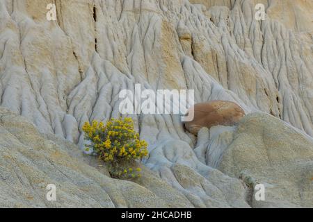 Formation de roches à béton de cantonnball dans le parc national Theodore Roosevelt, Dakota du Nord Banque D'Images