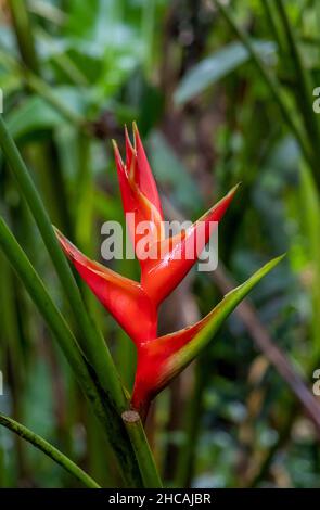 Belle fleur d'Heliconia (Heliconia caribaea Lam) également connue sous le nom de claw de homard dans la forêt tropicale de Big Island, Hawaï Banque D'Images