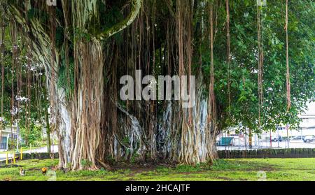 Racines brunes et tronc d'un arbre Banyan géant dans le parc Kalakaua de Hilo, Hawaï Banque D'Images