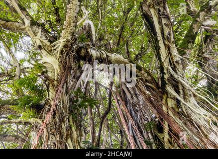 Racines brunes et tronc d'un arbre Banyan géant dans le parc Kalakaua de Hilo, Hawaï Banque D'Images